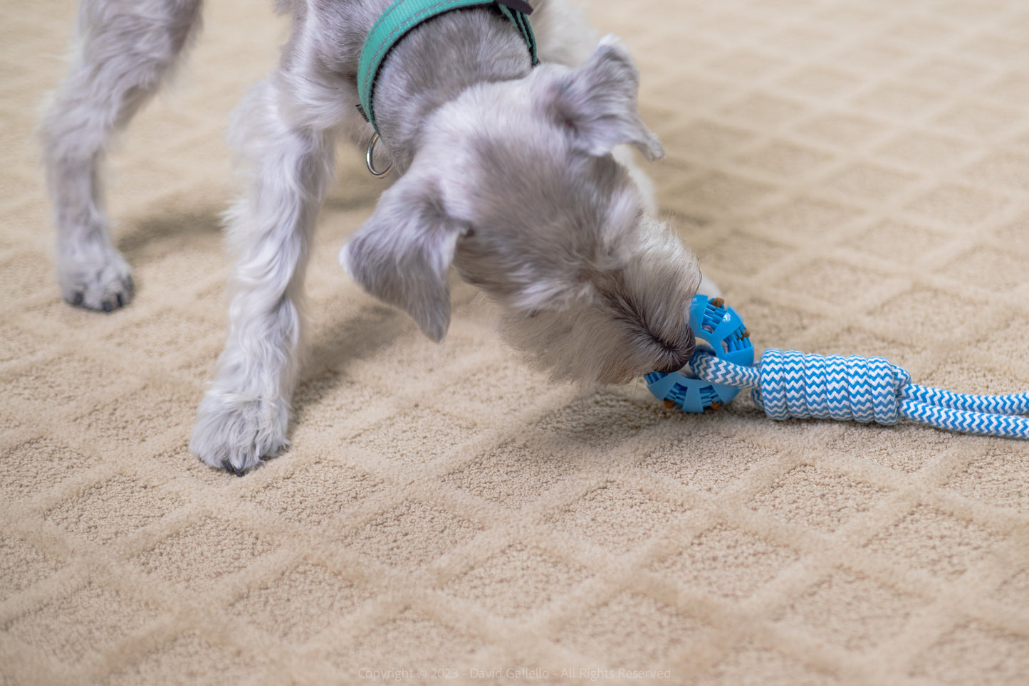 Tug of War - Rope Toy